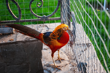 Golden Pheasant is a bright exotic bird living on a farm for breeding.
