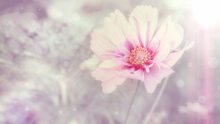 Delicate pink cosme daisy flower on a beautiful background. Copy space.の写真素材