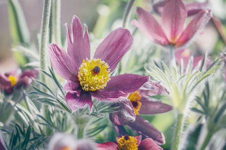 Beautiful purple fluffy flower Oriental Pulsatilla patens pasqueflower in early spring. Copy space.の写真素材