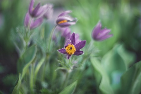 Beautiful purple fluffy flower Oriental Pulsatilla patens pasqueflower in early spring. Copy space.