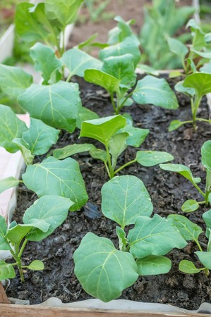 Eggplant seedlings in a cardboard eco-friendly container are ready for planting in a greenhouse.の写真素材
