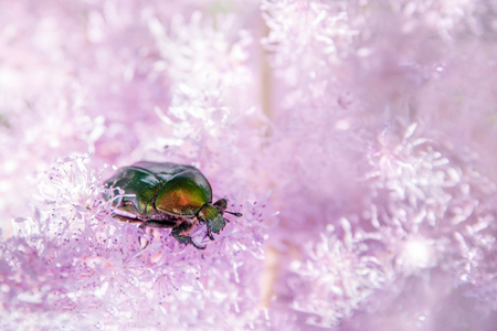 Golden bronze Cetonia aurata is a type of Coleoptera from the subfamily of bronze Cetoniinae of the family of lamellar Scarabaeidaeの写真素材
