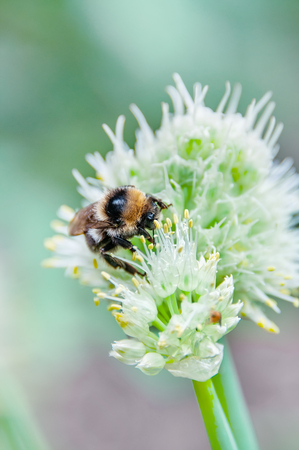 A large bee sits on a small white onion flower.の写真素材