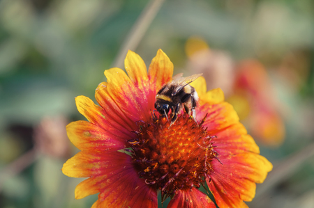 A large bee sits on a beautiful bright Daisy flower.