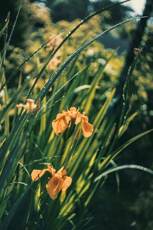On a Sunny day, a yellow swamp iris grows in the garden. Retro lookの写真素材