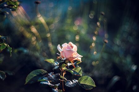 Beautiful red and white rose Bush in the spray of rain and the rays of the setting sun. Art. Retro...