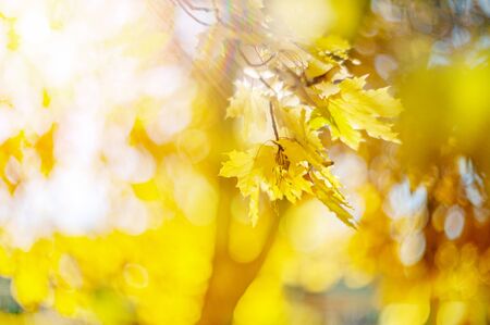 Yellow autumn colors of foliage. Branch with yellow leaves on a blurred background. Copy space....