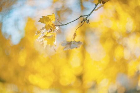 Yellow autumn colors of foliage. Branch with yellow leaves on a blurred background. Copy space. Background. Blur. Noise.の写真素材