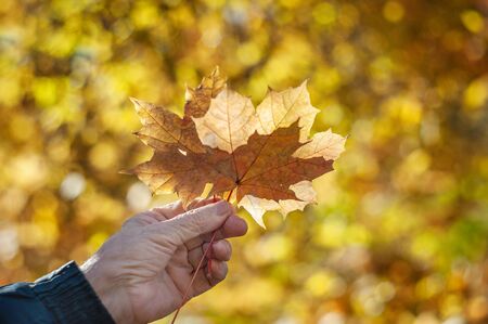 A man's hand holds maple leaves on a beautiful yellow background of autumn foliage.の写真素材