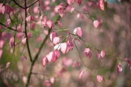 Pink and purple autumn colors of foliage. Branch with purple leaves on a blurred background. Copy space. Autumn background.の写真素材