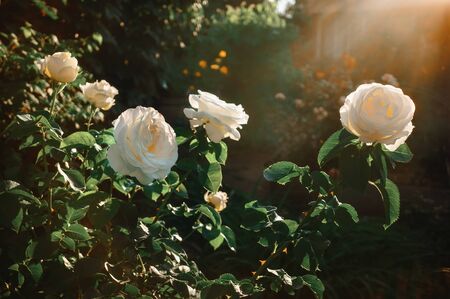 A beautiful Bush of white roses in the glare and the rays of the sunset. The horizontal frame.の写真素材