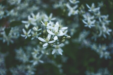 Small delicate clematis flowers of the far East on a dark background. Depressive background.の写真素材