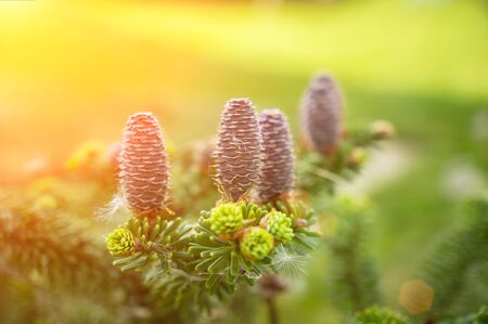 Beautiful young cones of Siberian cedar on the background of branches in the spring. Copy space. Selective focus.の写真素材