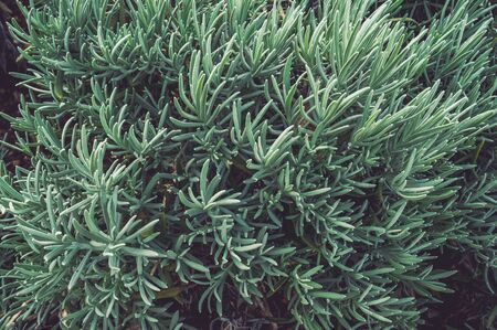 Fresh branches and leaves of rosemary.