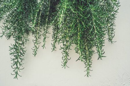 Fresh branches and leaves of rosemary in the vertical urban landscaping on the light wall.