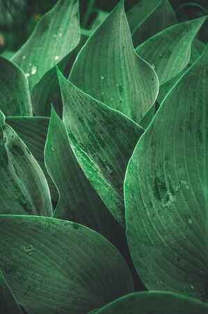 Beautiful vegetable  from the leaves of Hosta after a rain.