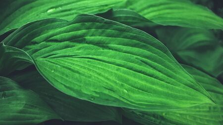 Beautiful vegetable  from the leaves of Hosta after a rain.の写真素材