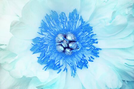 Abstract floral  from the heart of an open blue peony flower.の写真素材