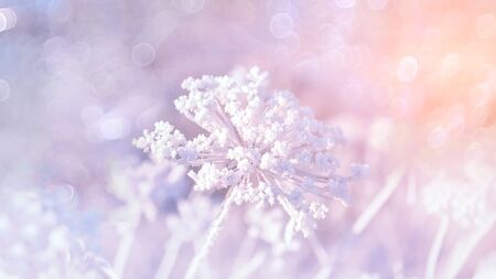 Dry grass against the blue sky in winter. Dry the umbrellas of plants covered with frost, upright. Shining cold in the winter woods. Christmas backgroundの写真素材