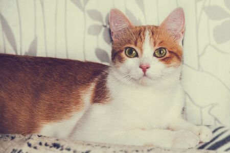A beautiful red cat with yellow eyes lies on the back of the sofa. Close up.の写真素材