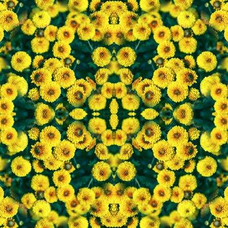 Yellow with brown middle button-shaped small chrysanthemums grow on a Bush in the Park. Lovely little flowers for birthday gift. Seamless textureの写真素材