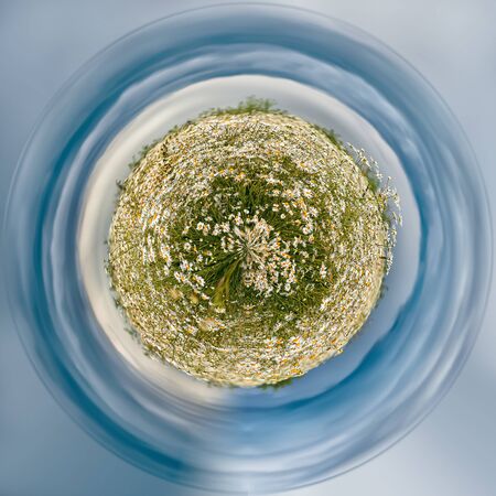Field of flowers of chamomile dramatic stormy rainy sky on a summer day.の写真素材