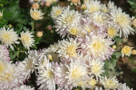 Pink small chrysanthemum grows on a Bush in the Park. Lovely small flowers for cutting and gift.