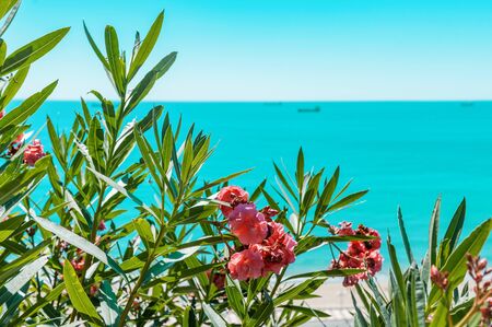 Oleander flowers of the sea coast.の写真素材