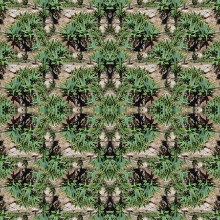 Agave cacti grow on the street of the city. Urban landscaping. Seamless texture
