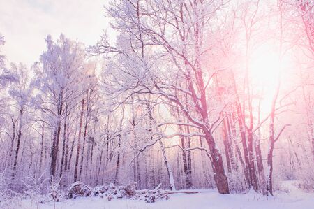Winter Christmas picturesque background with copy space. Snowy landscape with trees covered with snow, outdoors.の写真素材
