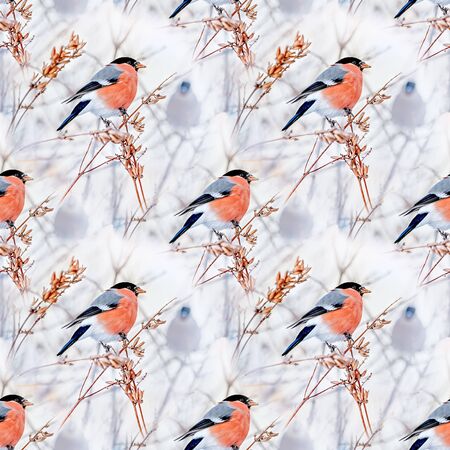 Common bird Bullfinch Pyrrhula with red breast sitting on snow maple branch. Festive male bullfinch Christmas greeting background.の写真素材