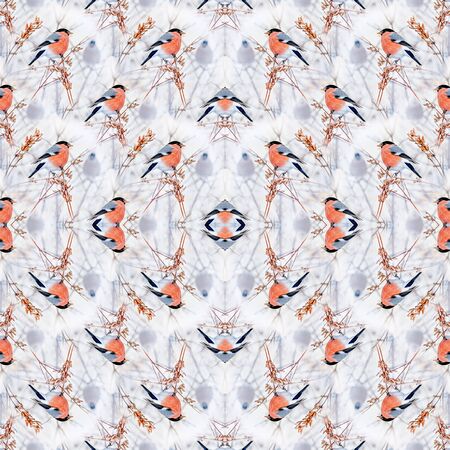 Common bird Bullfinch Pyrrhula with red breast sitting on snow maple branch. Festive male bullfinch Christmas greeting background.の写真素材