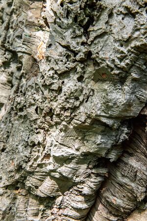 The texture of old wrinkled leathery wood. Tree bark damaged by pests and diseases, water and wind....