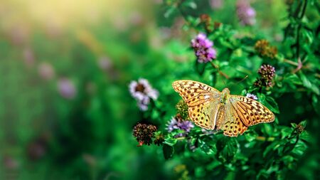 Yellow butterfly on a mint plant in the garden on a Sunny day. Copy space. Natural background.の写真素材