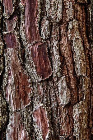 Texture of old wrinkled leathery wood. The tree bark is damaged by green moss bushes. Floral two-tone texture. Selective focus.の写真素材