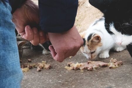 A man feeds street cats food from a package. Protection of animals. Care for abandoned and hungry animals. Selective focus.の写真素材