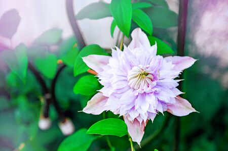 A lovely pink Terry flower adorns the garden. Clematis flower in the garden on a summer day.の写真素材