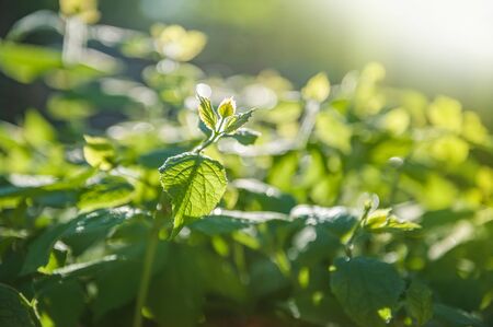 Green natural background. Delicate young green twig on an abstract background of green bokeh. Copy...
