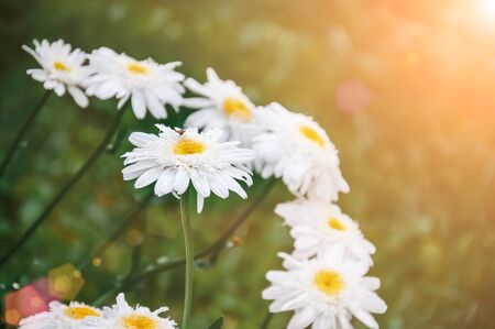 In spring, a white Daisy grows on a green lawn. Close-up, selective focus.の写真素材