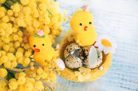 A composition for the celebration of Easter. Small decorative Chicks hatched from eggs in Mimosa flowers. Symbol of renewal of life. Holiday card.の写真素材