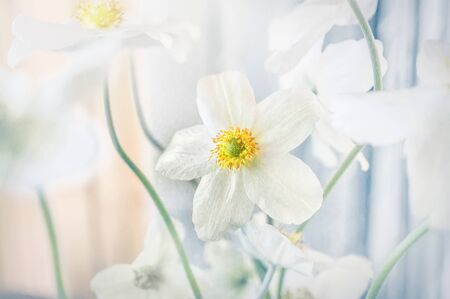 Beautiful white anemone flowers on a green glade on a Sunny day in spring. Close up.の写真素材