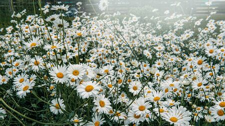 Bright natural spring background of small white chamomile flowers.の写真素材