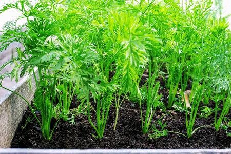 Young green leaves of growing carrot in vegetable gardenの写真素材