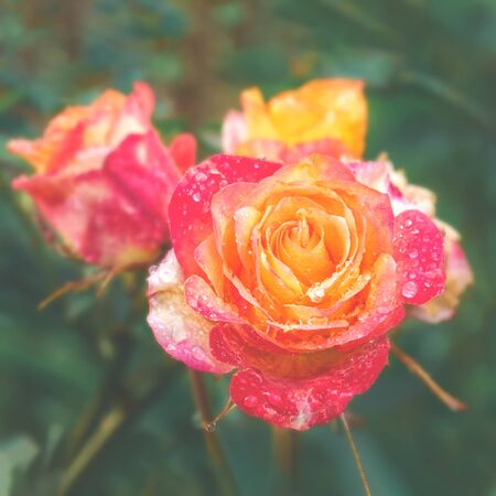 A beautiful two-tone rose grows in the garden. Close up. The name of the variety, the Empress Farah. Toned.の写真素材