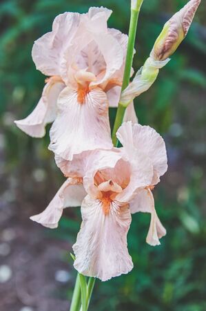 Beautiful pink plain large iris flower in the garden on a Sunny dayの写真素材