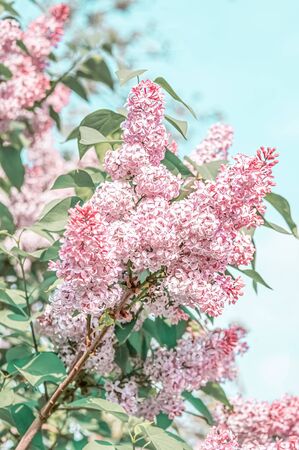 Spring flowers of the lilac tree view. Blooming branch of pink delicate lilac against the sky.