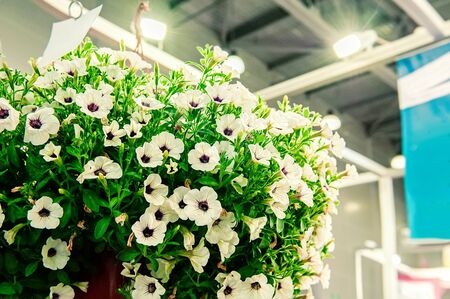 A bouquet of multi-colored petunias. White petunias in pots decorate the room. Landscaping of the premises.の写真素材