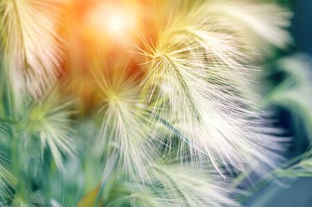 Herbaceous plant barley maned. Picturesque grass with a long shiny spike with the Latin name Hordeum jubatum. Selective focus.の写真素材