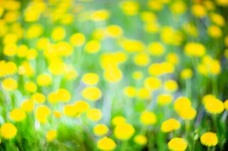 Abstract green and yellow plant background. Blurred spring background of blooming dandelions for the designer.の写真素材