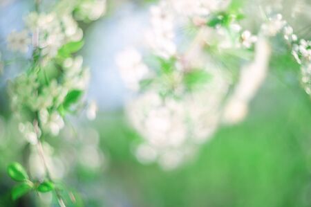 Abstract green background of plants. Blurred spring background of cherry blossoms and Apple trees for the designer.の写真素材